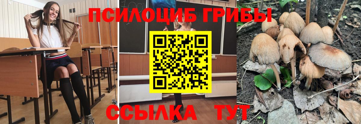 Новокубанск  Псилоцибиновые грибы Cubensis  Вход с VPN 